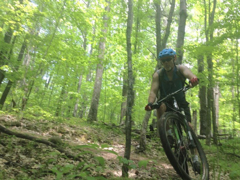 Tight switchbacks galore in the green tunnel of Ojibway trail