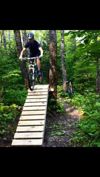 find bridge through a maple clump of trees