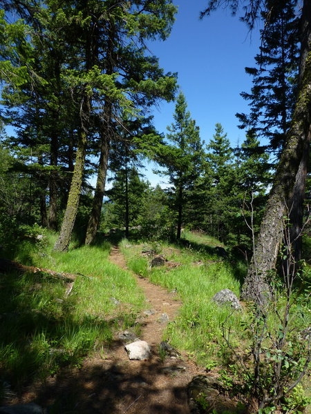 The Highpoint Trail with some dense grass.