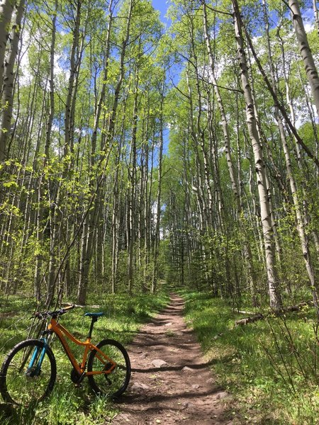 Downhill trail opened up to a huge aspen forest with small rock gardens!