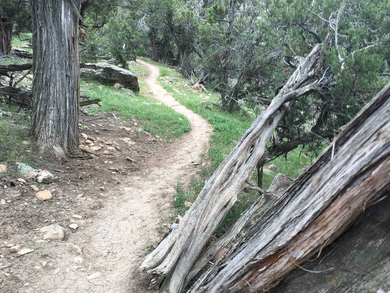 Fast and flowing trail in between rockier portion on Color Trail West.