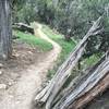 Fast and flowing trail in between rockier portion on Color Trail West.