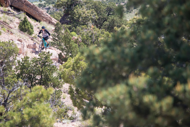 Topping out on a short climb on the Gunny Loop.