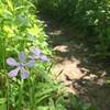 Woodland phlox, trailside.