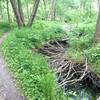 Exposed tree roots alongside the singletrack.