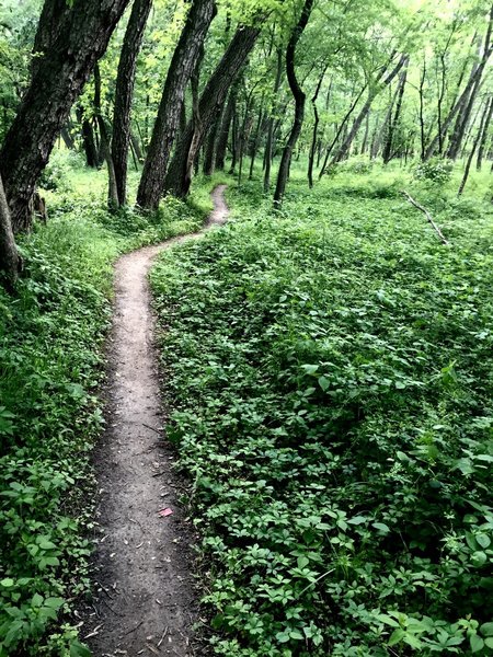 Singletrack on the Clear Creek natural surface trail.