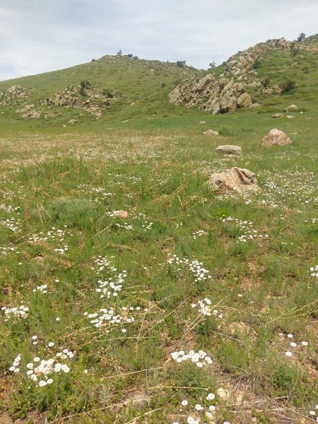 Lots of wildflowers in the meadows near the parking area