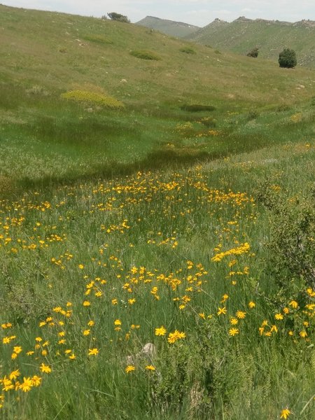 Flower-filled meadows thrive along the wetter parts of the trail