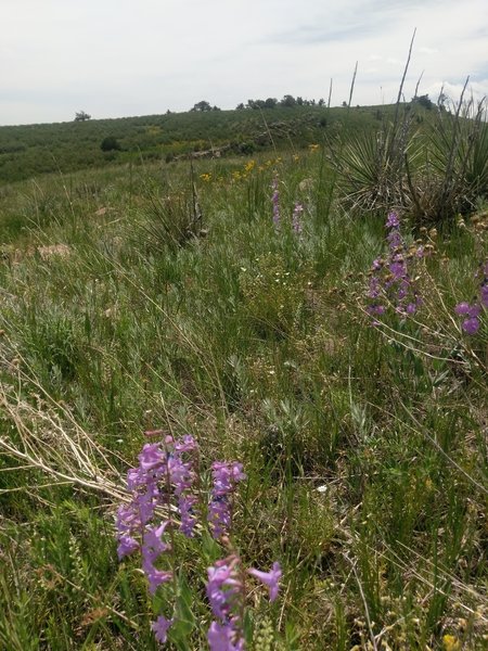 More wildflowers around every bend