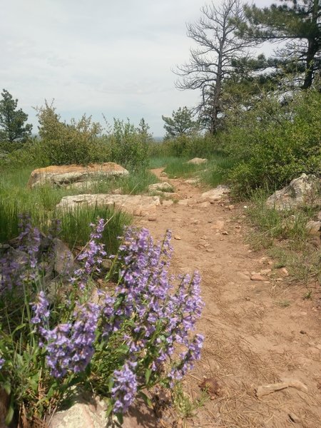 Typical trail surface and wildflower ornamentation