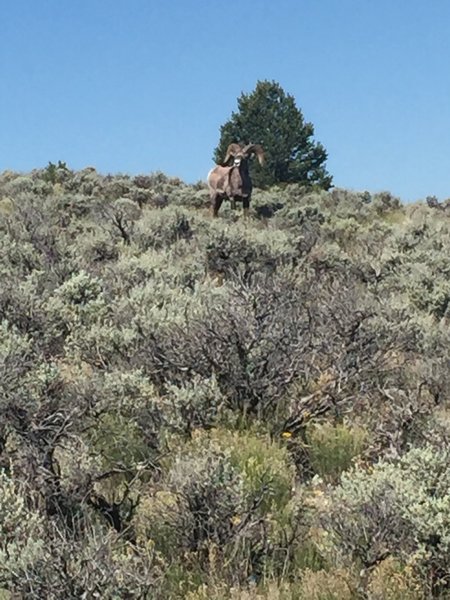 Rift Vally Trail Taos N.M. Big Horn Ram on trail!