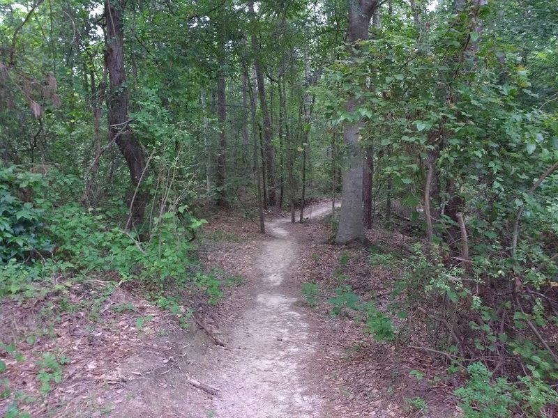 Entering the wooded section just beyond the trail start.