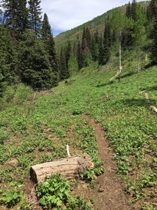 Typical trail tread on the East Miller Trail.