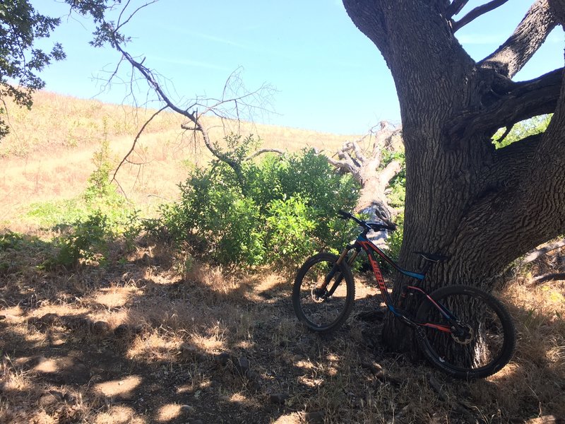 One of a few respites from the heat. About a quarter mile or so along Vista Trail right after a stream crossing.