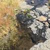 A stream created by 8-Mile Creek. Good spot to take a breather/get a quick snack.