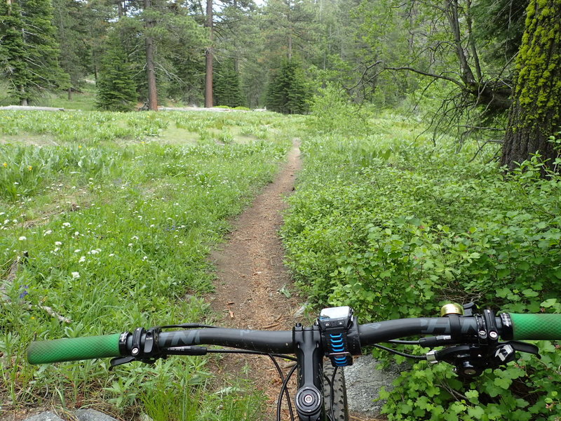 The winding flowery meadows of General Creek Trail.
