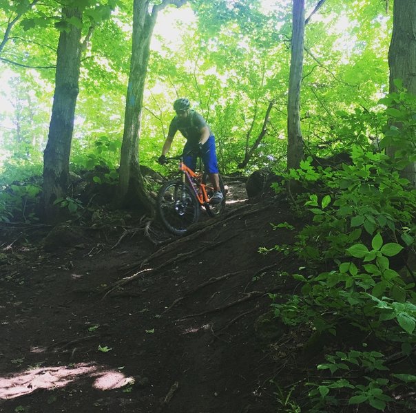 A rooty descent on Osler Side Trail.