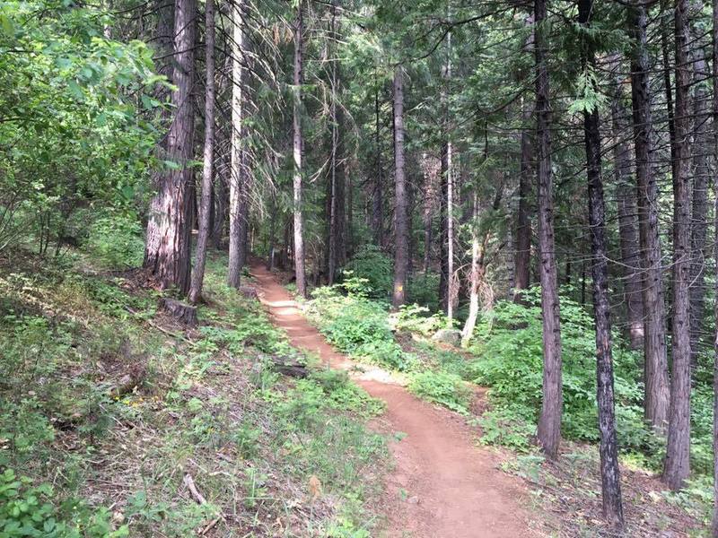 Smooth singletrack greets you at the beginning of the trail (near the Logging Museum).