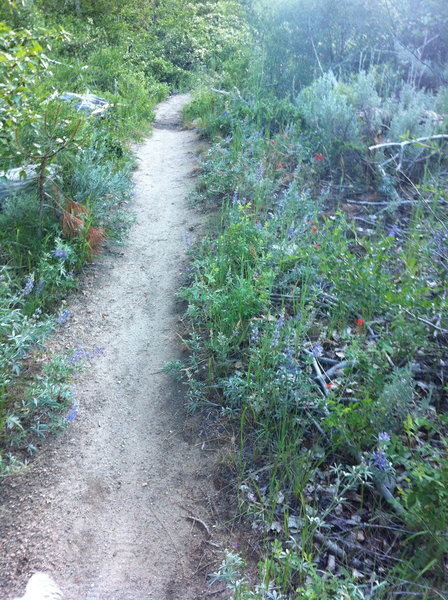 Ash Creek Flow Trail in spring (it's green for about a week ;-)