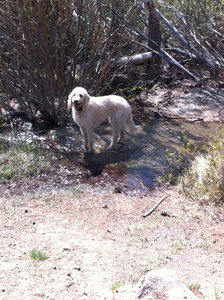 On the Ash Creek Flow Trail there are several places for your dog to get a drink. This little creek flows year round.