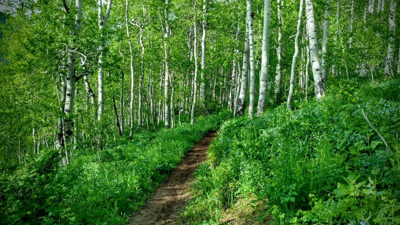 Stunning singletrack winds through Aspen groves.