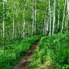 Stunning singletrack winds through Aspen groves.