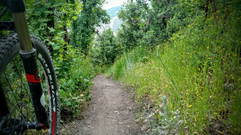 Springtime wildflower line the trail.