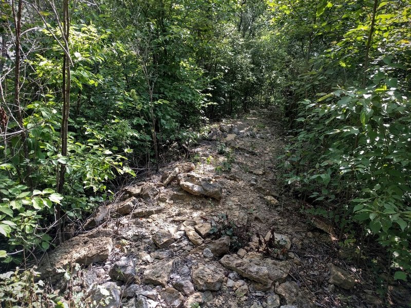 Challenging rocky section of the Rubble Ridge Trail at Lehigh Portland Trails.