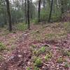 Trail through clearcut.