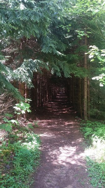 Occasional Spruce stands. Like riding through a tunnel.