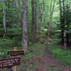 The start of Swallow Rock Trail from Seneca Creek Trail.