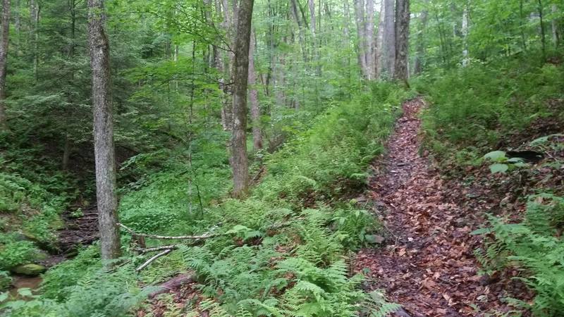 Seneca Creek side of Swallow Rock Trail.