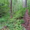 Seneca Creek side of Swallow Rock Trail.