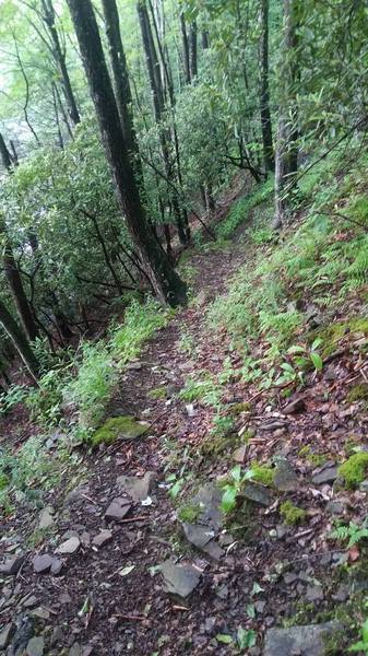 Very end of Swallow Rock Trail is steep, narrow, and off camber.