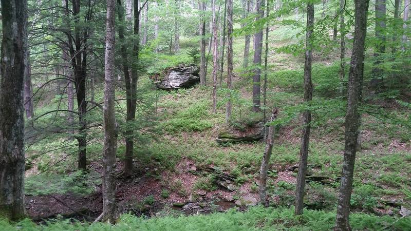 Scenic understory on Leading Ridge Trail.