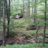 Scenic understory on Leading Ridge Trail.