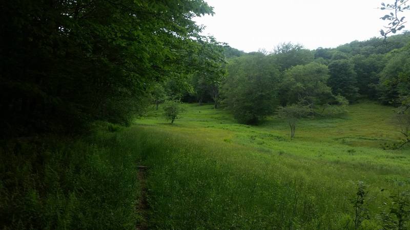 Wetlands on North Prong.