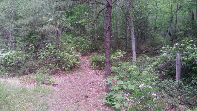 Where the trail splits right off the old FS road.