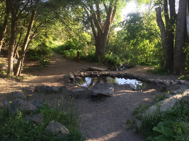 The pond of Pond Trail.