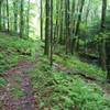 Singletrack on Bee Run Trail.