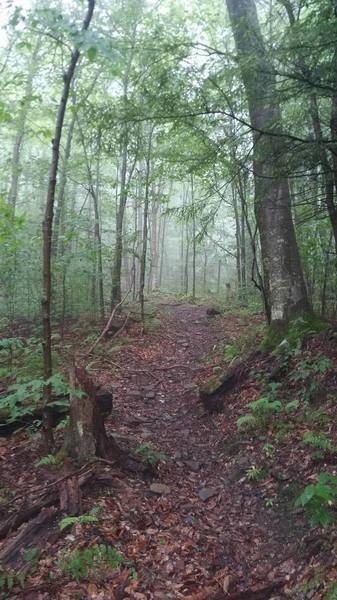 Steep shale section on Bee Run Trail.