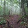 Steep shale section on Bee Run Trail.