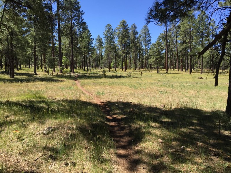 Going counter-clockwise from campground through fairly open forest.