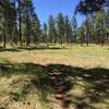 Going counter-clockwise from campground through fairly open forest.