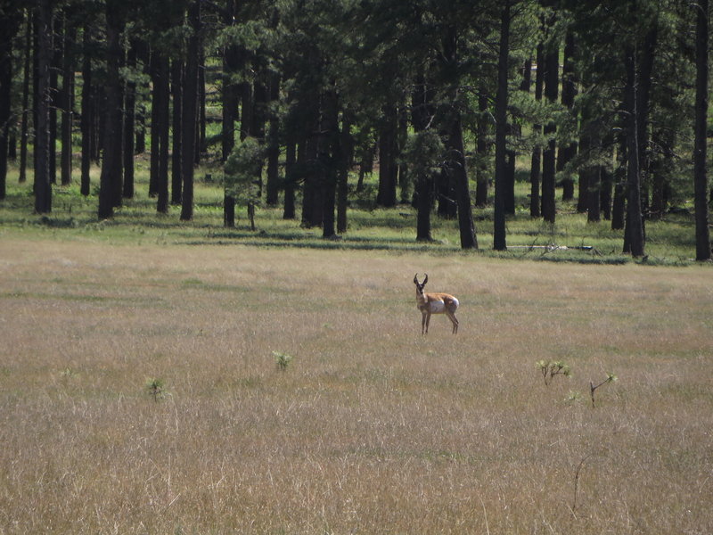 A telephoto view of the antelope.