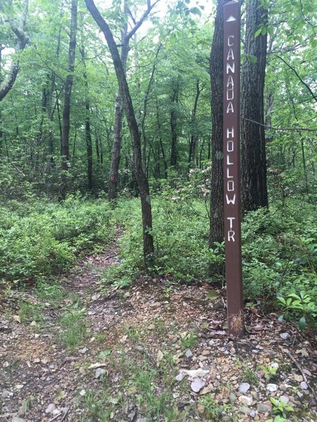 Start (top) of Canada Hollow Trail.