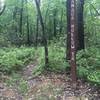 Start (top) of Canada Hollow Trail.