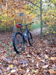 Heading through the woods.