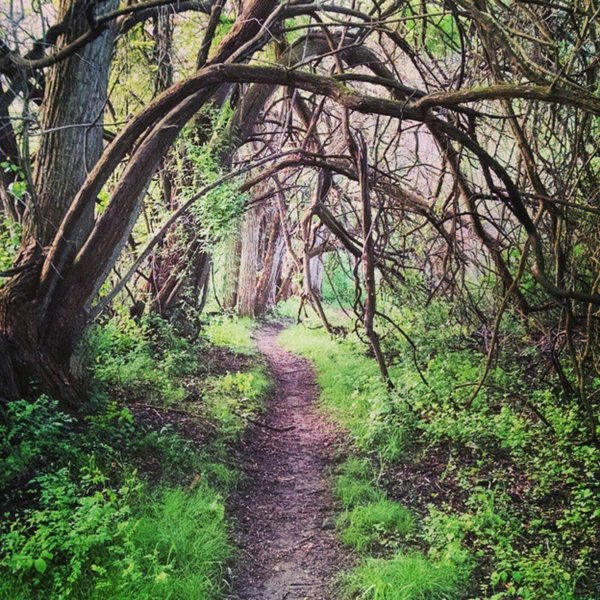 Old time hedgerow that has grown into a cool tree tunnel.