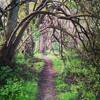 Old time hedgerow that has grown into a cool tree tunnel.